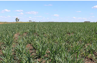 Campo cultivado con avena