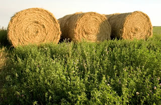 Rollos de alfalfa