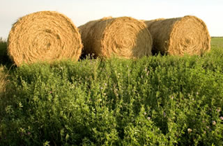 Rollos de alfalfa recién elaborados