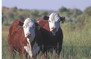 Dos herefords a campo abierto